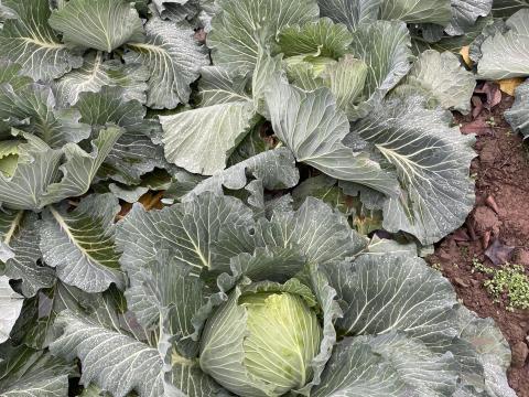 Eladó lapos káposzta, friss fejek, 1-2,5 kg-os méretben