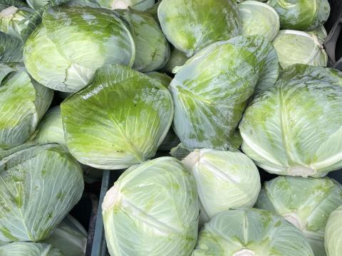 Fejes káposzta eladó – Agressor Professor fajta, 1-3 kg