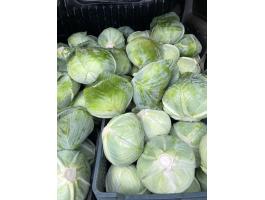 Fejes káposzta eladó – Agressor Professor fajta, 1-3 kg