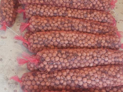 Héjas dió eladó – Milotai és Alsószentivániiváni, 200 kg, 2025-ös betakarítás