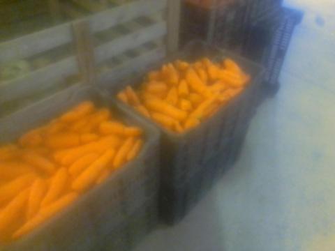 Takarmány sárgarépa eladó