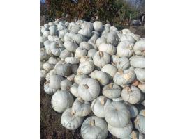 Nagydobosi sütőtök eladó