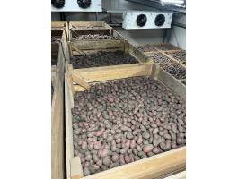 Vető méretű apró burgonya eladó