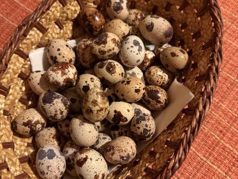 Fürjtojás eladó étkezésre és keltetésre Vas megyében