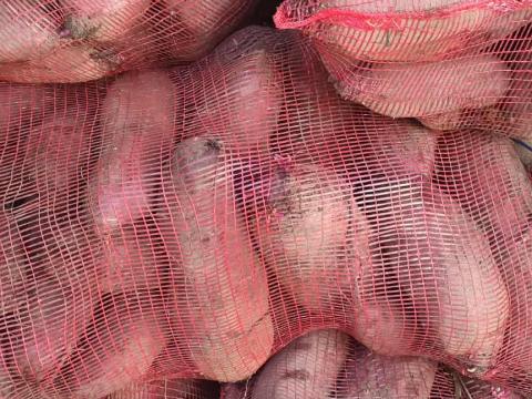 Kiváló minőségű cékla eladó Dunavecsén Kiváló minőségű cékla eladó Dunavecsén