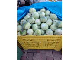 Pultos méretű káposzta eladó