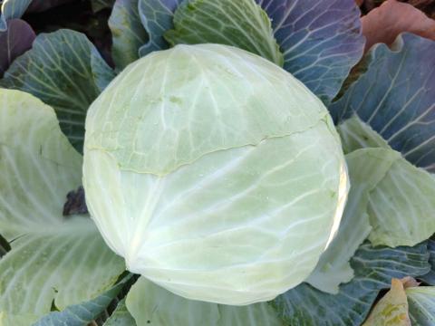 Káposzta eladó Káposzta eladó