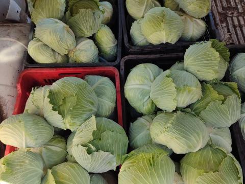 Lapos káposzta pultos Lapos káposzta pultos