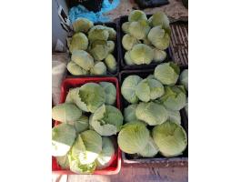 Lapos káposzta pultos