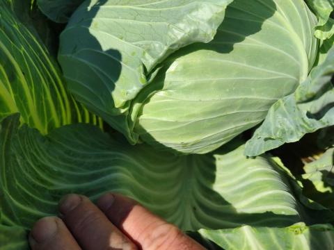 Lapos káposzta nagy laza fejek Lapos káposzta nagy laza fejek