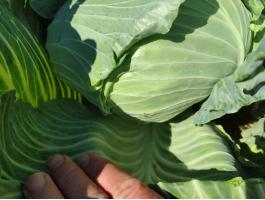 Lapos káposzta nagy laza fejek