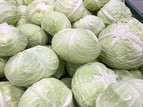 Kiváló minőségű Beverly Hills lapos káposzta termelőtől eladó Kiváló minőségű Beverly Hills lapos káposzta termelőtől eladó
