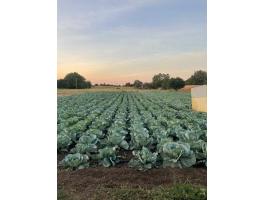 Kiváló minőségű Beverly Hills lapos káposzta termelőtől eladó