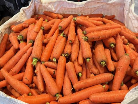 Sárgarépa konyhás eladó Mórahalmon