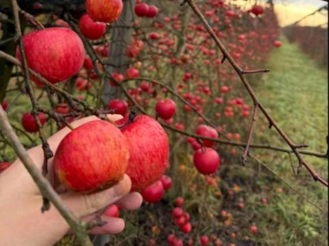 Alma - Red Topáz és Evelina fajták, nagy és lédús gyümölcsök Gyöngyösön Alma - Red Topáz és Evelina fajták, nagy és lédús gyümölcsök Gyöngyösön