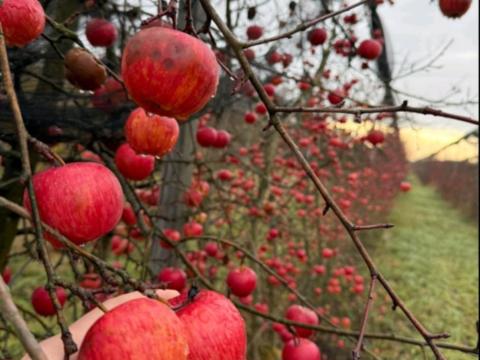 Alma termelőtől, léalma minőségben – Red Topáz, Evelina Alma termelőtől, léalma minőségben – Red Topáz, Evelina