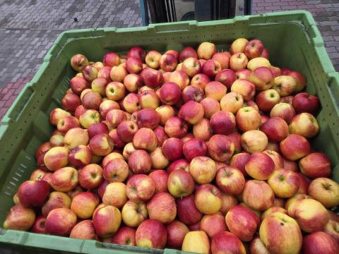 Étkezési alma elado