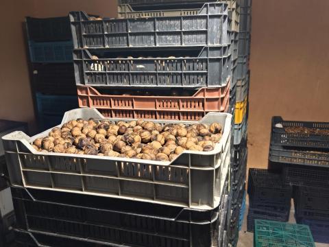 Milotai M10 héjas dió eladó, idei termés