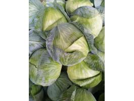 Fejes és lila káposzta eladó