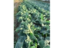 Káposzta eladó – Fejes, kelkáposzta, vörös káposzta