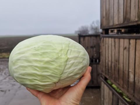 Fejeskáposzta eladó