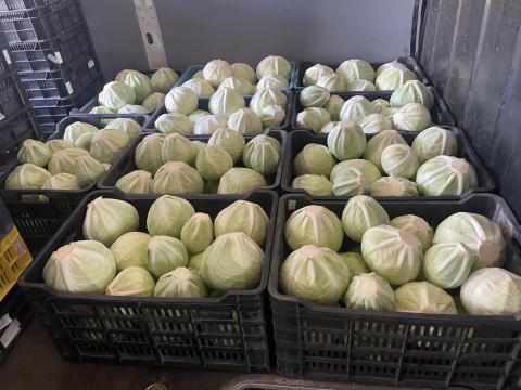 Eladó kerek káposzta