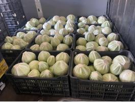 Eladó kerek káposzta