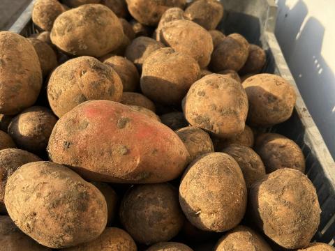 Bellarosa burgonya, krumpli eladó Bellarosa burgonya, krumpli eladó