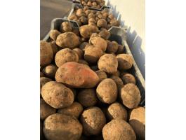 Bellarosa burgonya,  krumpli eladó
