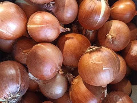 Vöröshagyma eladó
