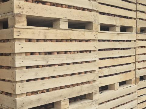 Vöröshagyma eladó kedvező áron