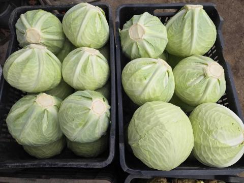 Fejeskáposzta eladó, termelőtől.
