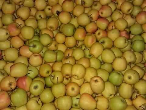 Kis méretű és másodosztályú alma eladó