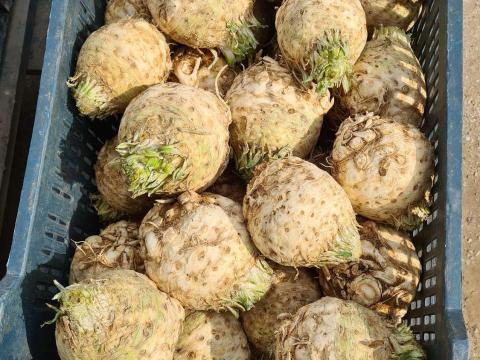 Zeller eladó termelőtől.