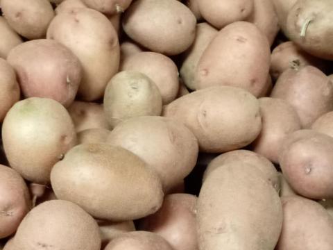 Burgonya apró eladó