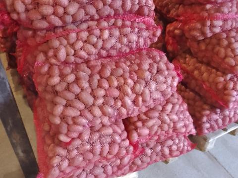 Burgonya,  vető méretű korai