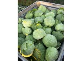 Green Lunar lapos káposzta