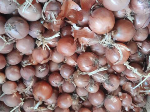 Vöröshagyma eladó termelőtől, igény szerinti kiszerelésben
