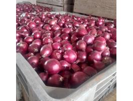 Lilahagyma eladó termelőtől