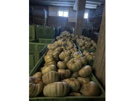 Sampson F1 sütőtök eladó!