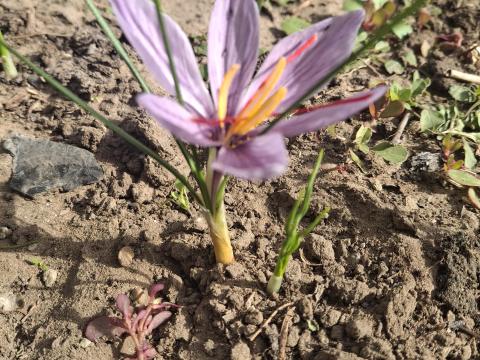 Valódi sáfrány eladó