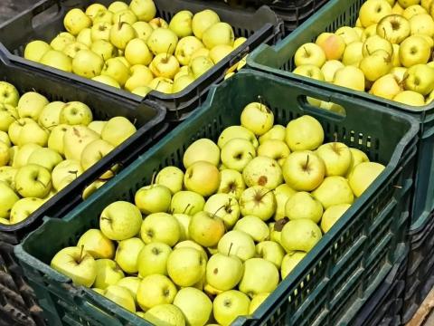 Eladó ipari vagy cefre alma