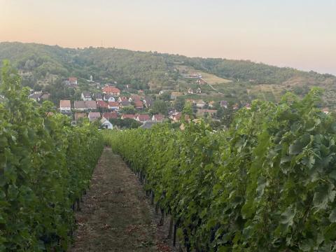 Ingyen elvihető borszőlő Szekszárdon művelés fejében