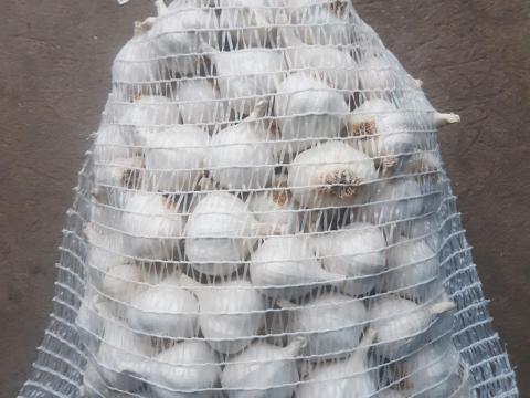 Makói tavaszi fokhagyma