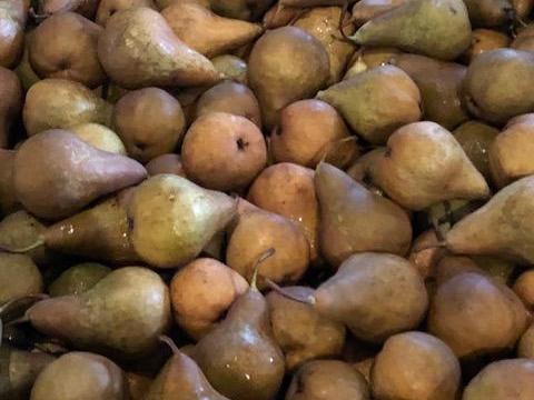 Eladó Packham's Triumph és Bosc Kobak körte