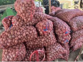 Vetőméretű Bellarosa burgonya eladó