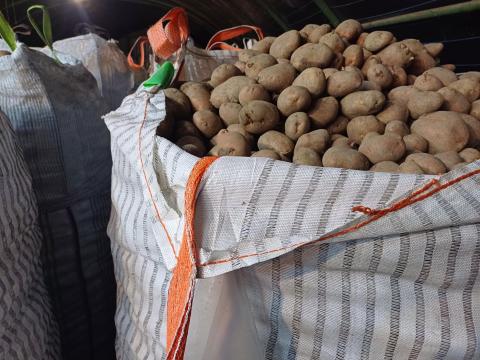 Desiree étkezési burgonya nagy tételben eladó