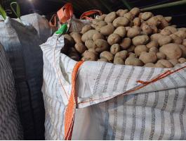 Desiree étkezési burgonya nagy tételben eladó