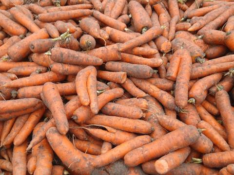 Sárgarépa eladó – takarmány célra, vegyszermentes Sárgarépa eladó – takarmány célra, vegyszermentes