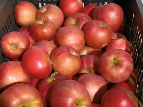 Étkezési alma eladó Étkezési alma eladó